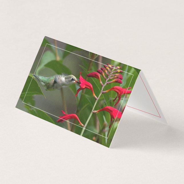 Alimento De Aves De Cama Na Crocosmia Vermelha (Frente)