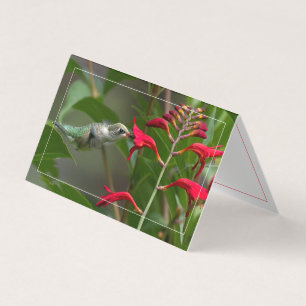 Alimento De Aves De Cama Na Crocosmia Vermelha