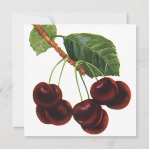 Alimentos de Frutas Antigas, Cerejas Maduras de um