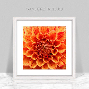 Alinhamento do tamanho da foto da Flor Laranja