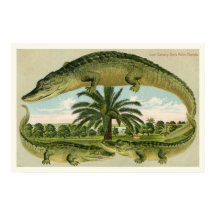 Alligador Impressão 1