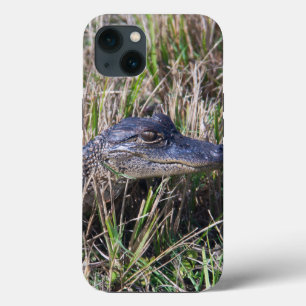 Alligator Baby Animal Photo Florida Cute