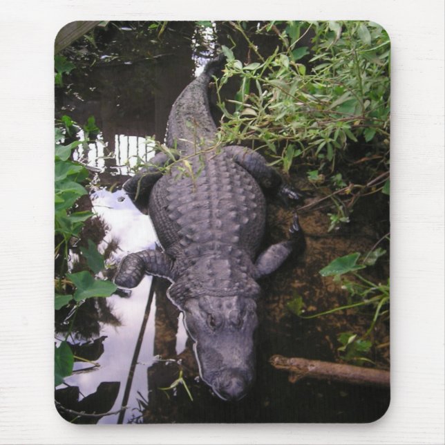 Alligator Mouse Pad (Frente)