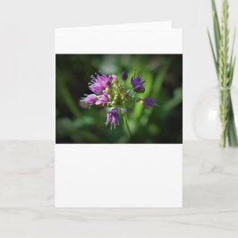 Allium, cartão