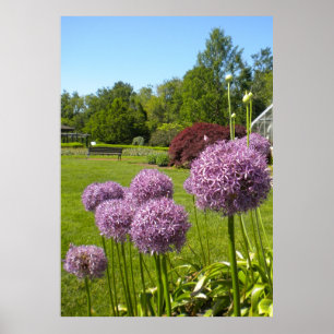 Allium Giganteums na Poster do jardim
