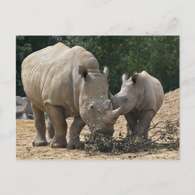 Almoço com cartão postal de Mãe (Frente)