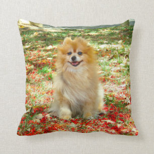Almofada 2 flores bonitos do vermelho do cão de Pomeranian