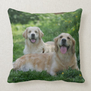 Almofada 2 Retrievers dourados que colocam na grama