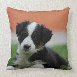 Almofada 6 border collie semanas de idade