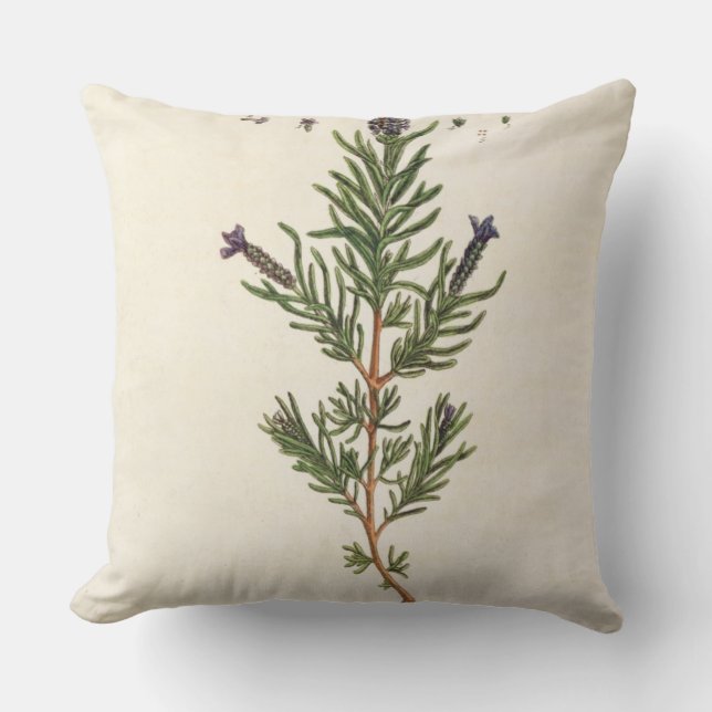 Almofada A lavanda francesa, chapeia 241 'de um Herbal (Frente)