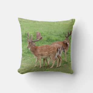 Almofada animais, veados, fauna selvagem, floresta, campo, 
