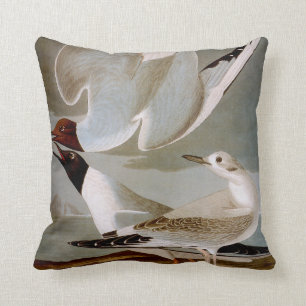 Almofada Audubon: A gaivota de Bonaparte