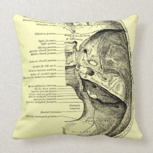 Almofada Base da anatomia   do vintage da superfície