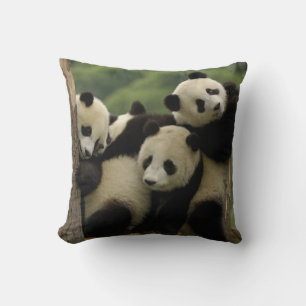 Almofada bebês de panda gigante Ailuropoda melanoleuca)