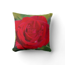 Beleza da rosa vermelha