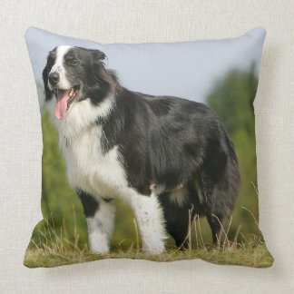 Almofada Border collie que arfa estar