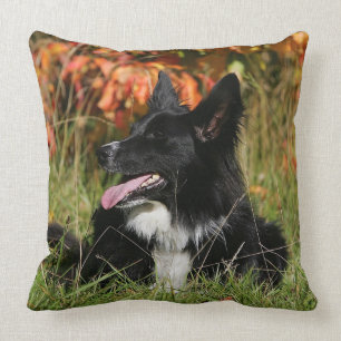 Almofada Border collie que arfa o estabelecimento
