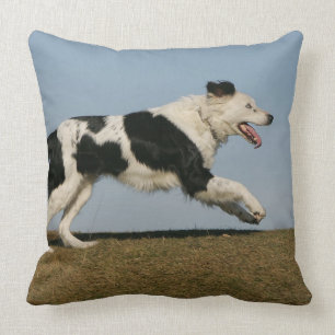 Almofada Border collie que funciona 2