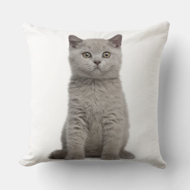 Almofada British Shorthair Kitten (10 semanas) 2 (Frente)
