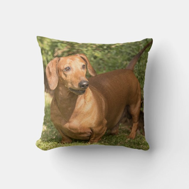 Almofada Brown Dachshund - Doxie (Frente)