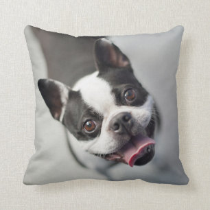 Almofada Buldogue francês das imagens   de Getty