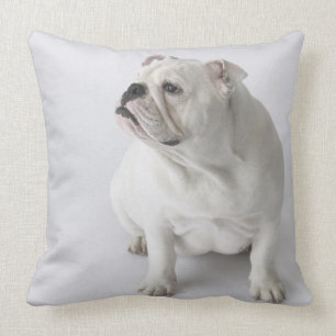 Almofada Buldogue inglês branco