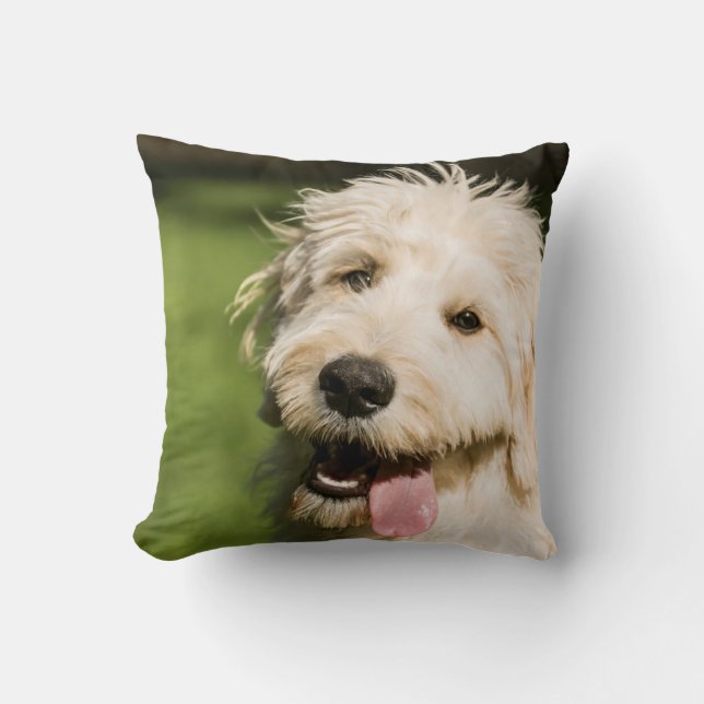 Almofada Cachorro de Dourado (Frente)