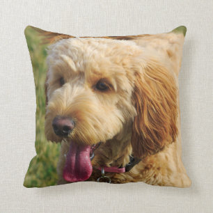 Almofada Cachorro de Goldendoododododle
