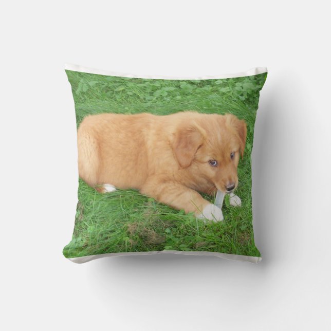 Almofada cachorro nova scotia duck tolling retriever (Frente)