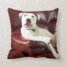 cachorro pit bull branco engraçado no sofá