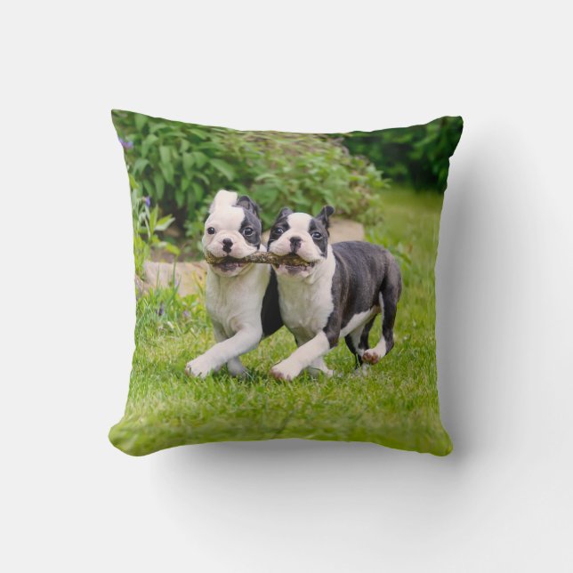 Almofada Cachorros "Cute Boston Terrier" brincando (Frente)