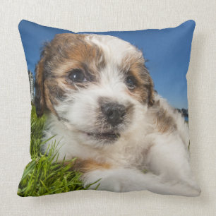 Almofada Cão de filhote de cachorro bonito (Shitzu)