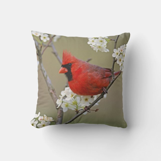 Almofada Cardinal-do-norte (Frente)