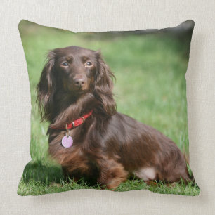 Almofada Chocolate e Dachshund diminuto de cabelos