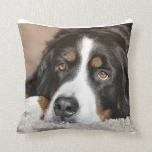 Almofada colocação do cão de montanha bernese