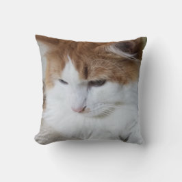 Almofada Contemplação do Gatinho (Rico Felino): Foto Cat