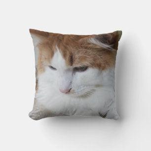 Almofada Contemplação do Gatinho (Rico Felino): Foto Cat