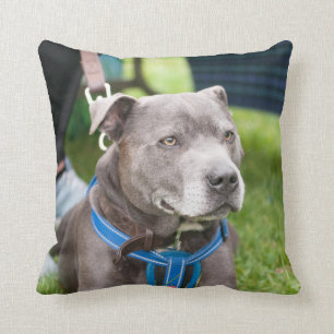 Almofada Coxim do lance de Staffie