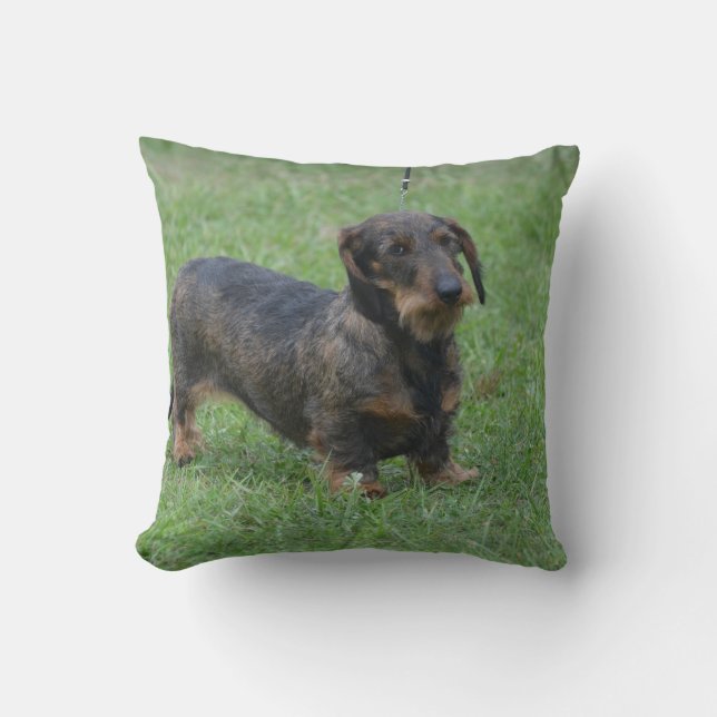 Almofada Dachshund de cabelo do fio bonito (Frente)