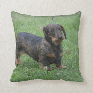Almofada Dachshund de cabelo do fio bonito