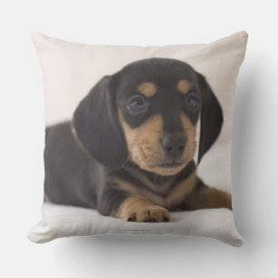 Almofada Dachshund diminuto