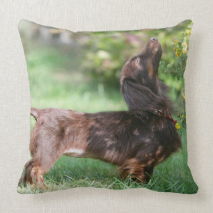 Almofada Dachshund diminuto de cabelos compridos 1
