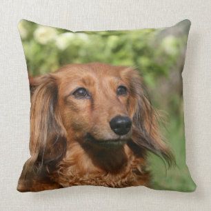 Almofada Dachshund diminuto de cabelos compridos vermelho