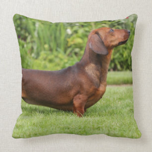 Almofada Dachshund diminuto Liso-de cabelo