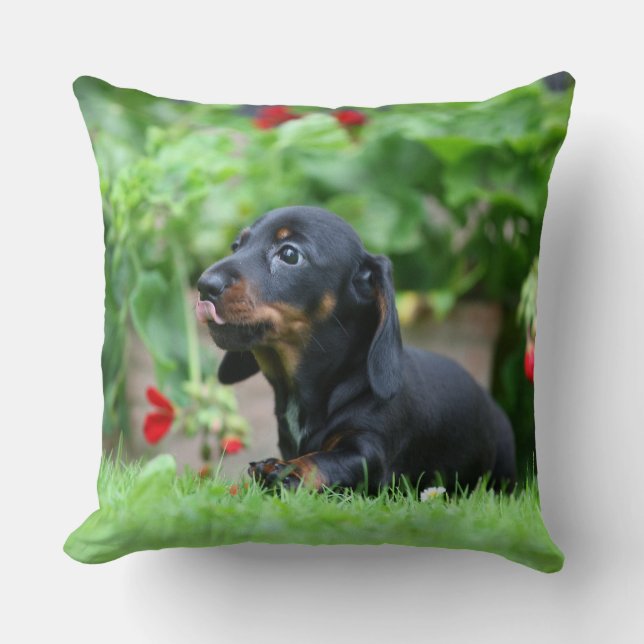 Almofada Dachshund diminuto Liso-de cabelo 1 (Frente)
