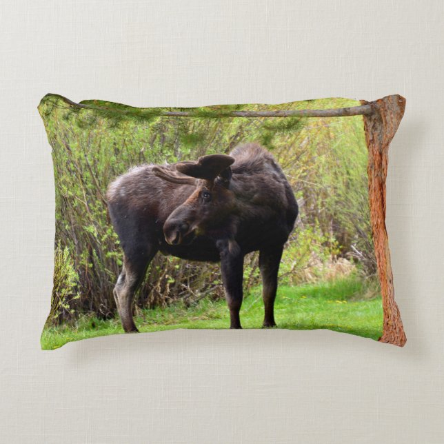 Almofada Decorativa Alce Touro Jovem (Frente)