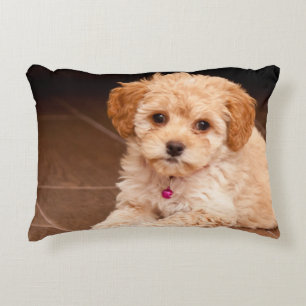Almofada Decorativa Bebês de poodle maltês ou cão maltipoo