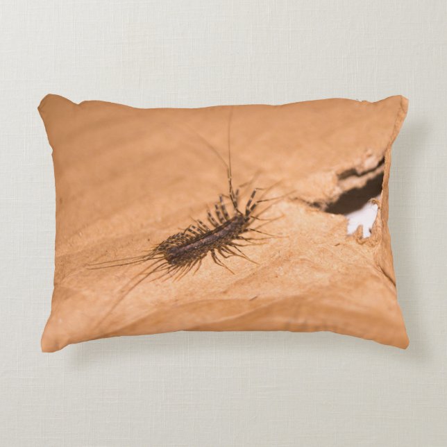 Almofada Decorativa Centopéia-doméstica (Frente)