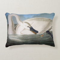 Cisne de trompetista por John James Audubon