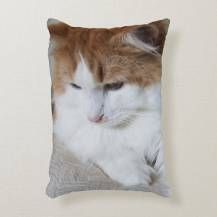 Almofada Decorativa Contemplação do Gatinho (Rico Felino): Foto Cat